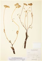 藏品(歐洲山芹屬)的圖片
